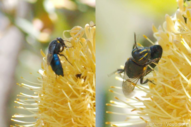 Banksia Bee