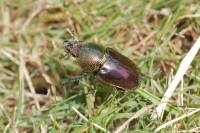 Golden Stag / Christmas Beetle