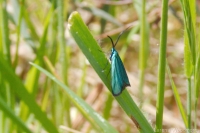 Satin-green Forester Moth