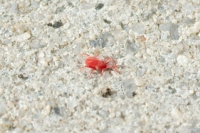 Red Spider Mite