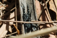 White-spotted swift spider
