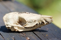 Eastern Quoll (skull)