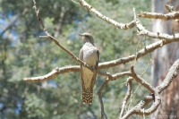 Pallid Cuckoo