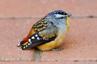 Spotted Pardalote (m)
