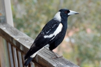Australian Magpie (f)