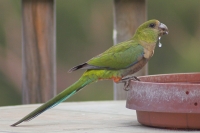 Red-capped Parrot (f)
