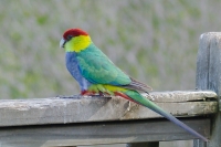 Red-capped Parrot (m)