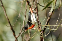 Mistletoebird (m)