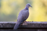 Spotted Turtle Dove