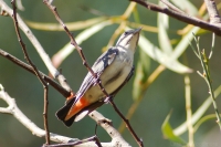 Mistletoebird (f)