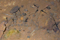 Tadpoles in puddle 2
