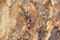 White-spotted Tree Ant