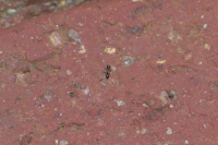 Tiny ant