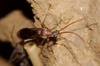 Darling Great Bull Ant (queen)