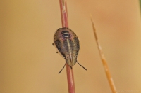 Shield Bug nymph