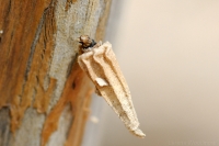Casebearer Moth larva