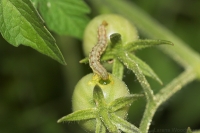 Native Budworm caterpillar*