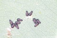 Chrysomelid Beetle larvae