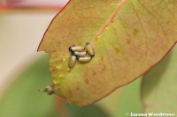 Leaf Beetle larvae