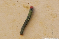 Autumn Gum Moth caterpillar*