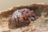 Shiled Bug nymph