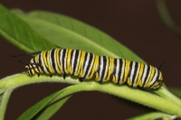 Wanderer Butterfly caterpillar