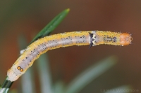 Grevillea Moth caterpillar