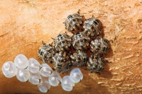 Shield Bug nymphs