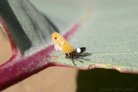 Leafhopper nymph shedding skin