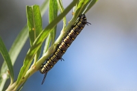 Lesser Wanderer caterpillar