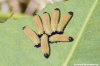 Younger Chrysomelid Beetle larvae