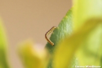 Tiny caterpillar