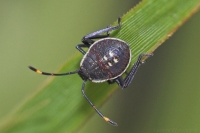 Shield Bug nymph