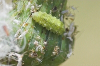 Hoverfly larva