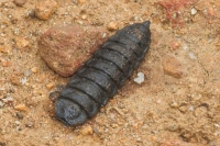 Garden Soldier Fly larva