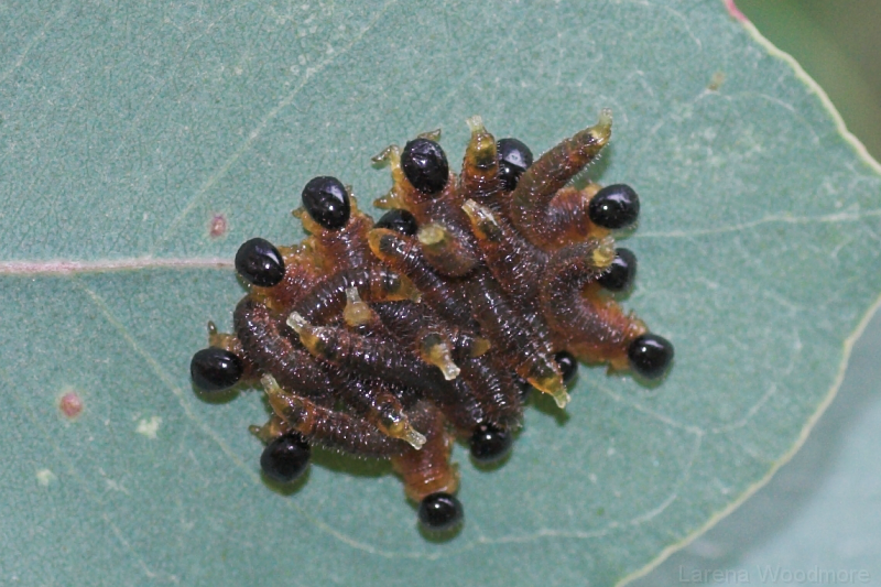 Beetle larvae