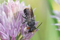 Native bee (male)