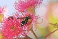 Wasp Mimicing bee