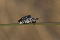 Cuckoo Bee