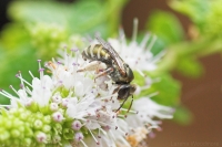 Halictid bee