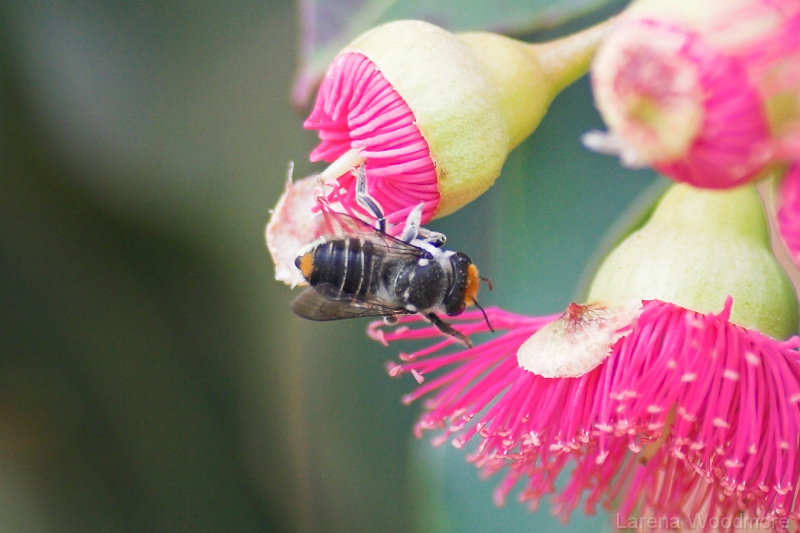 Native bee