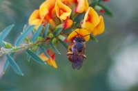 Native bee