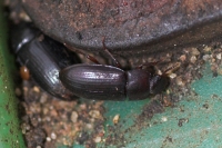 Beetles - 8mm long