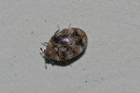 Variegated Carpet Beetle