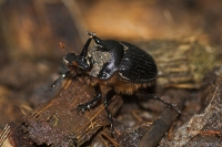 Western Dung Beetle