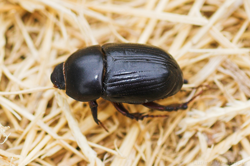 Black Lawn Beetle
