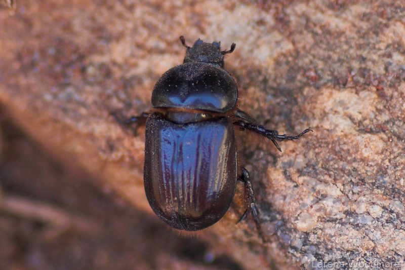 Scarab Beetle