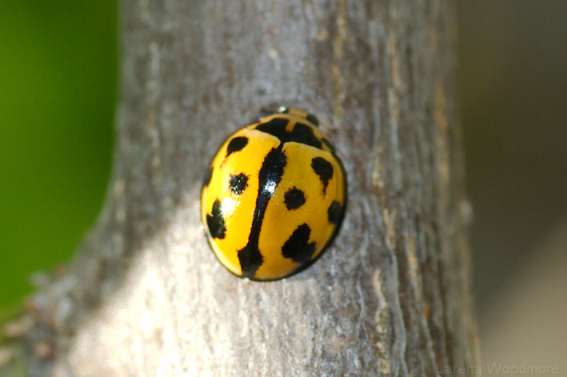 Common Australian Ladybug