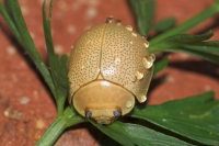 Eucalyptus Tortoise Beetle