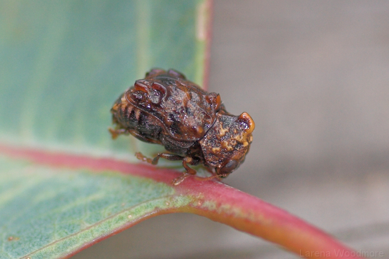 Warty Leaf Beetle
